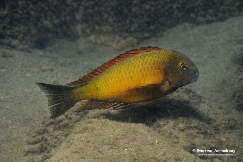Tropheus sp. 'red' Sumbu